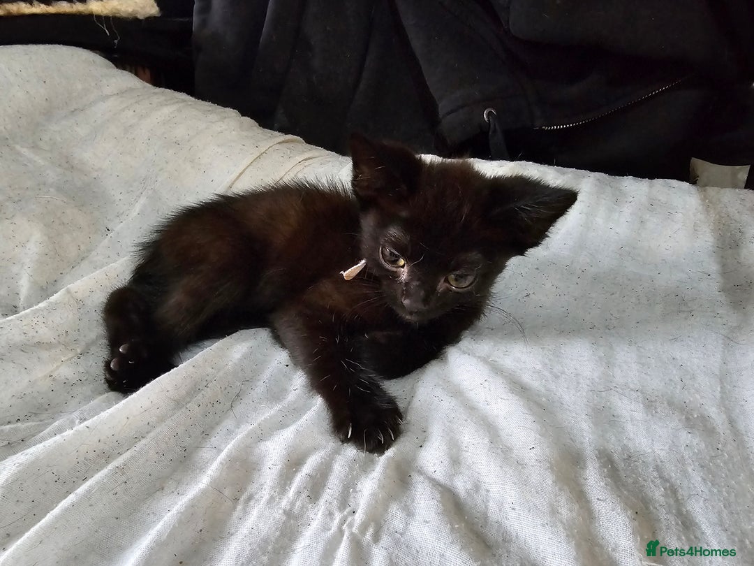 Mixed Breed cats for sale: Adorable black kittens for sale  - Image 37