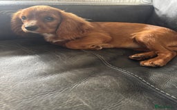 Cavalier King Charles Spaniel dogs for sale: Cavalier King Charles  - Image 1