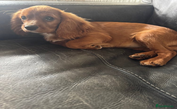 Cavalier King Charles Spaniel dogs - Advert 2