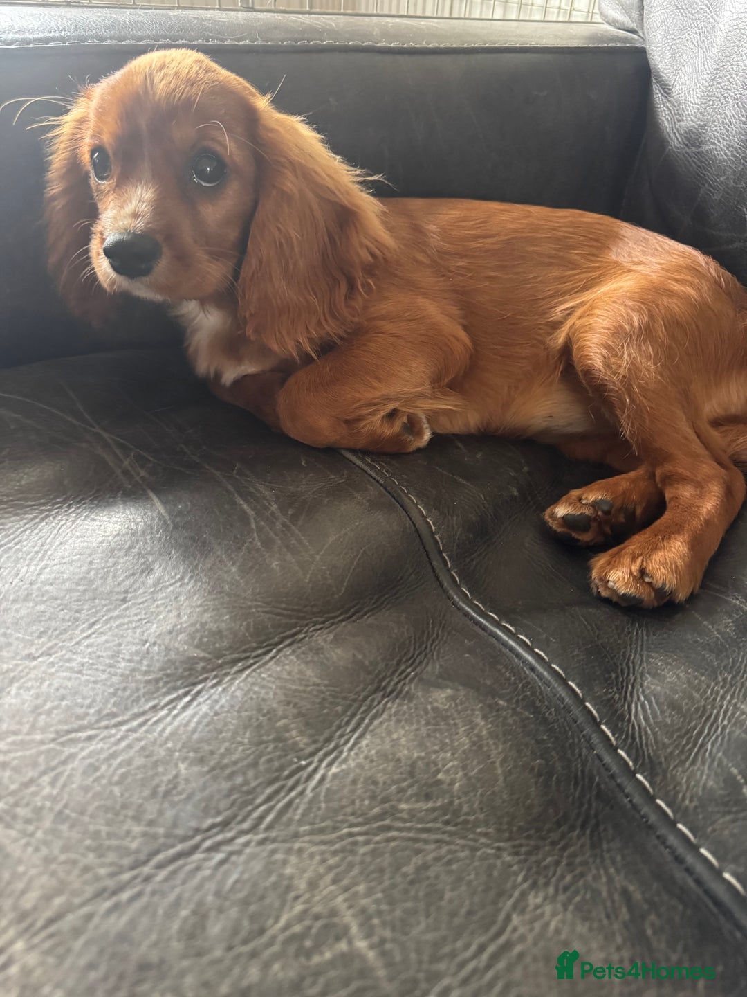 Cavalier King Charles Spaniel dogs for sale: Cavalier King Charles  - Image 1