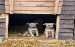 Mixed Breed dogs for sale: Puppies  - Image 7