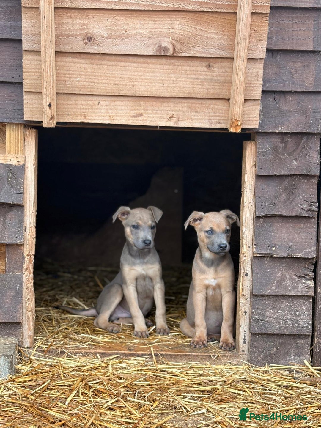 Mixed Breed dogs for sale: Puppies  - Image 7