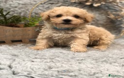 Poochon dogs for sale: Tiny babies ❤️❤️❤️ - Advert 10