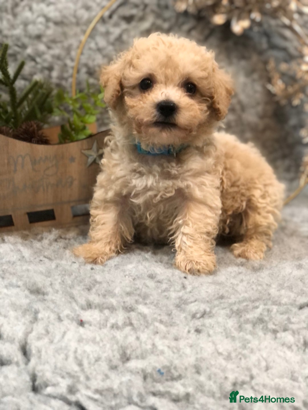 Poochon dogs for sale: Tiny babies ❤️❤️❤️ - Advert 10