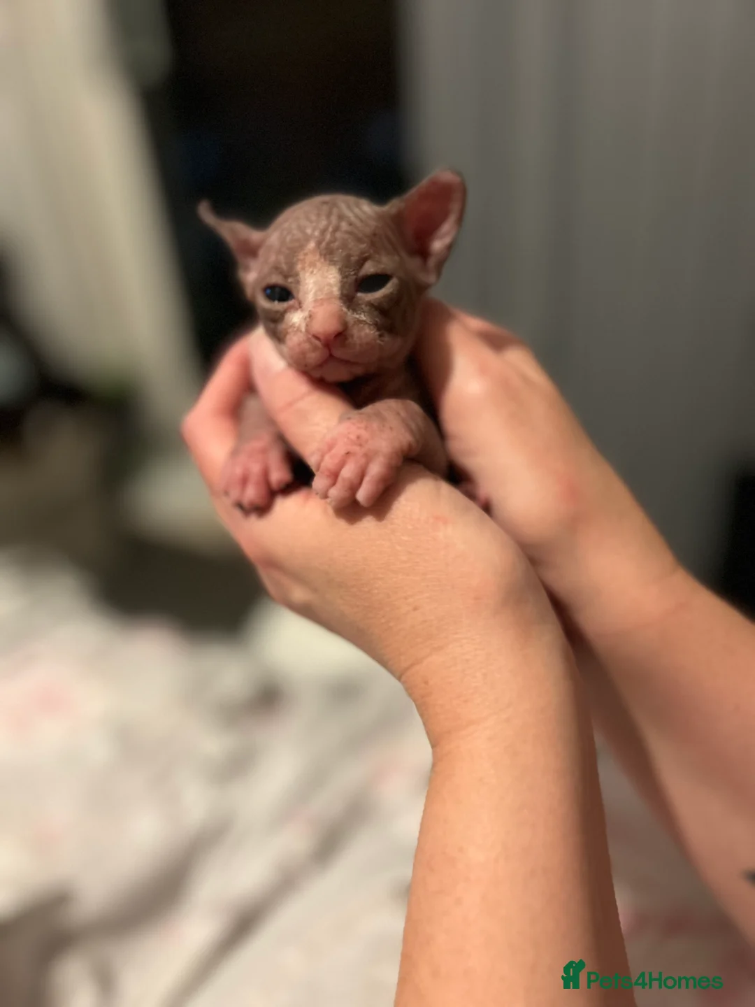 Sphynx cats for sale: Beautiful Sphynx babies  - Advert 11