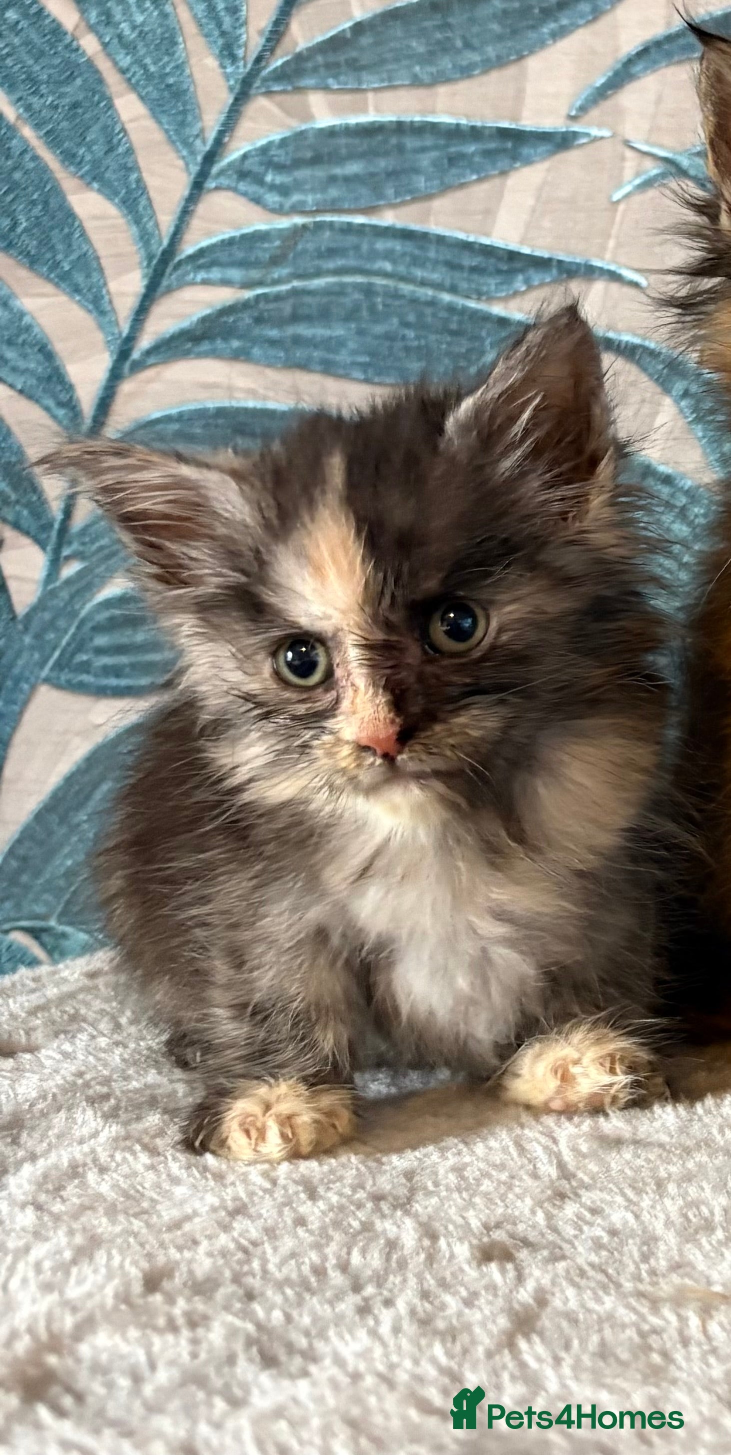 Maine Coon cats  Gorgeous Maincoon kittens 2 girls  - Advert 2