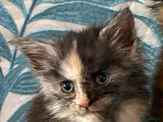 Maine Coon cats Gorgeous Maincoon kittens 2 girls - Advert 2