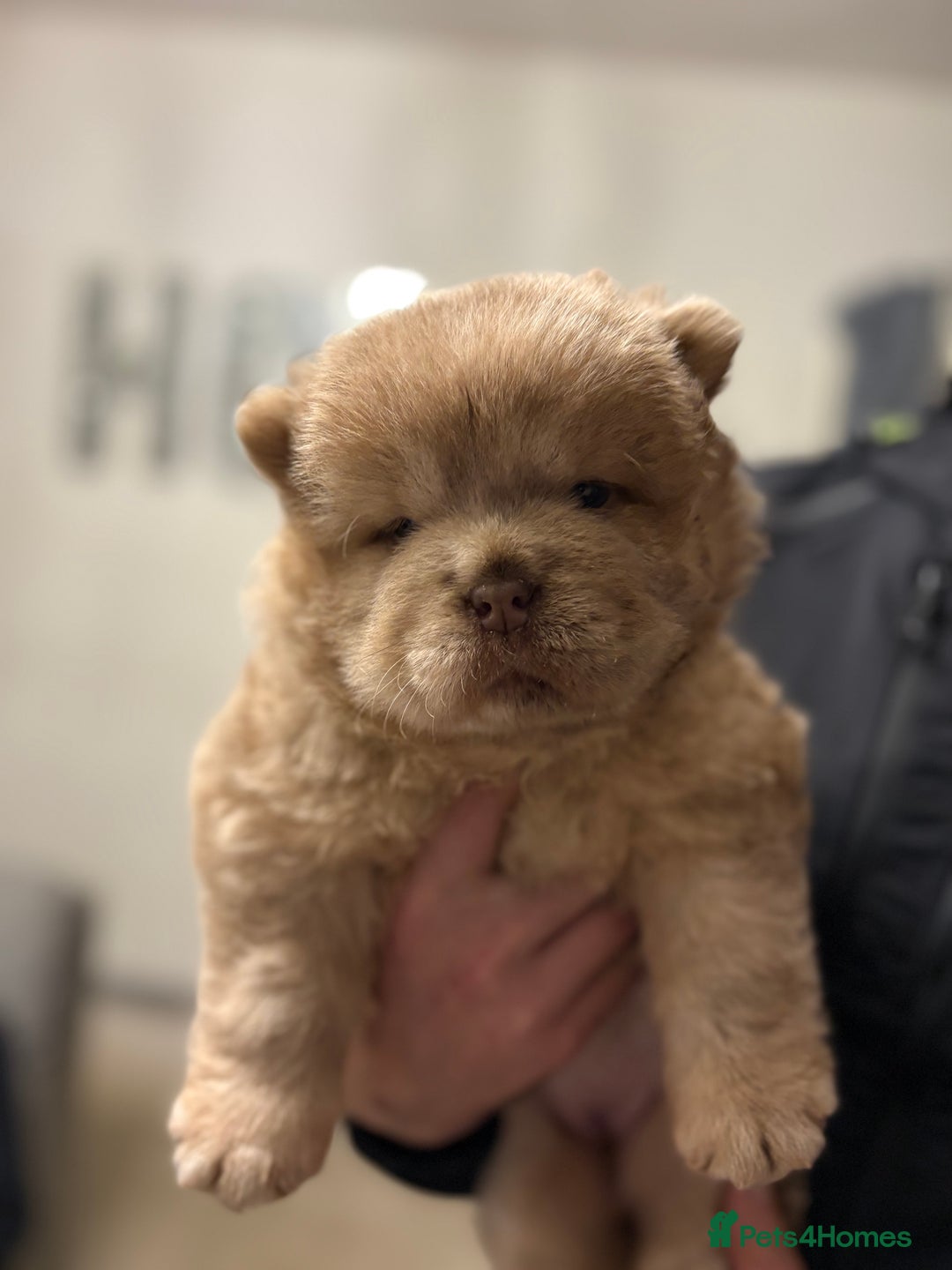 Chow Chow dogs for sale: Lesley Chow  - Advert 6