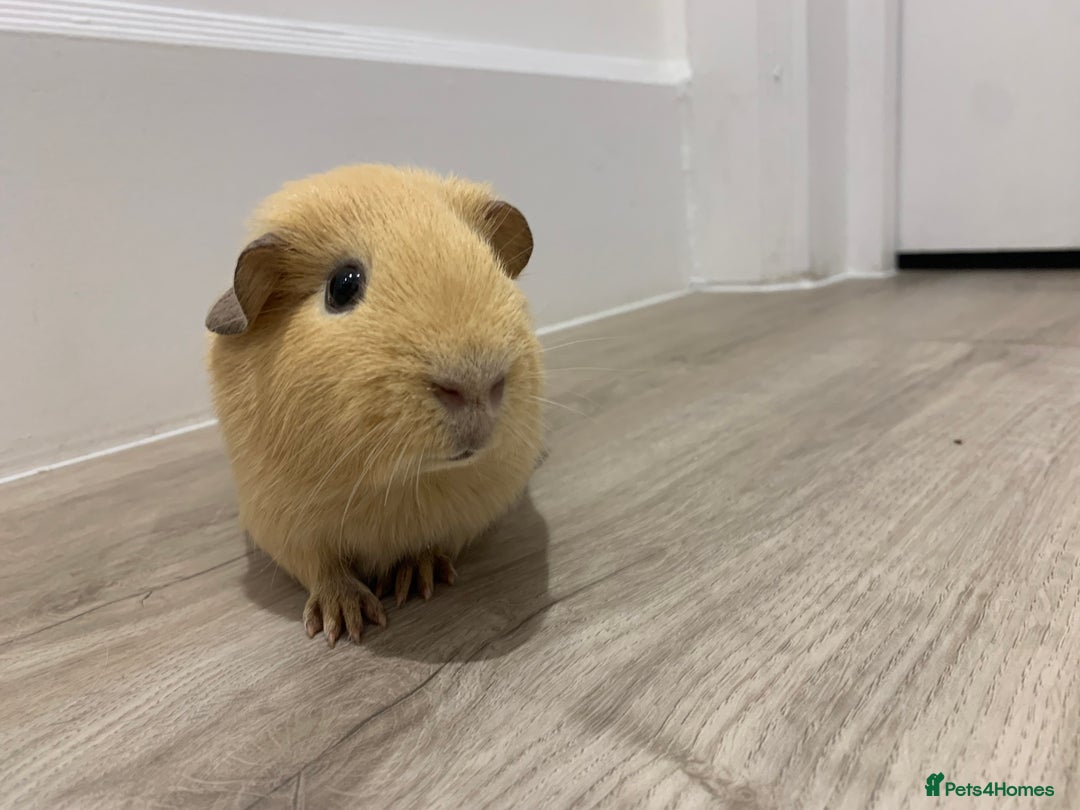 Guinea Pig rodents for sale: Re-Homing Two Young Guinea - Advert 2