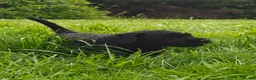Giant Schnauzer dogs for sale: IKC Champion-Bred Giant Schnauzer Puppy | 1 Male - Advert 6