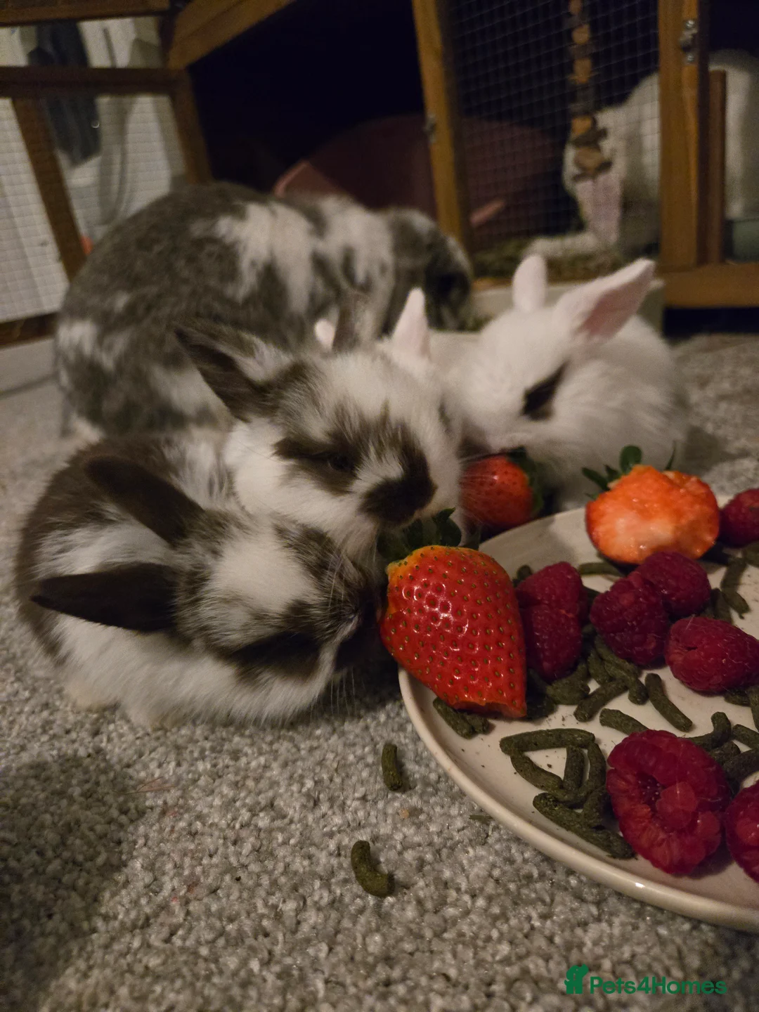 Mini Lop rabbits for sale: Mini lop bunnies  in Hinckley - Advert 5