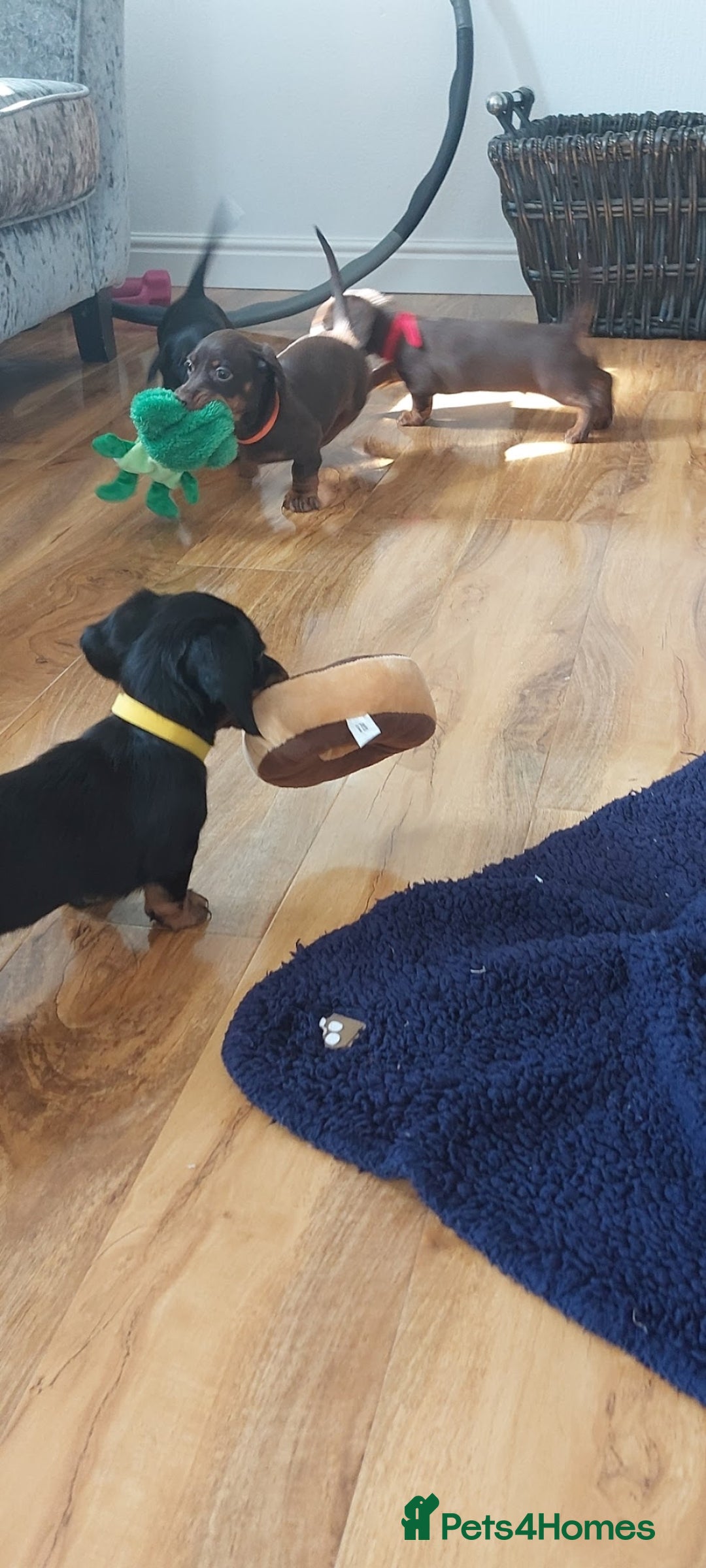 Miniature Dachshund dogs for sale: Minature dachshund  - Image 8