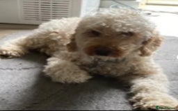 Cockapoo dogs for sale: 8 gorgeous Cockapoos  - Image 24