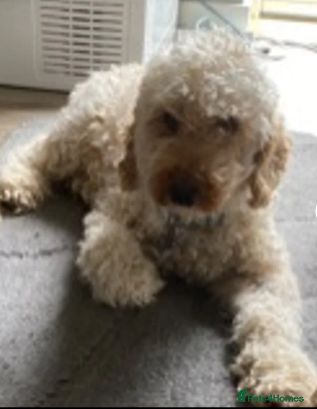 Cockapoo dogs for sale: 8 gorgeous Cockapoos  - Image 24