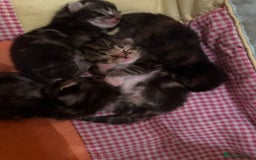 Mixed Breed cats for sale: The Fab Four - Advert 7