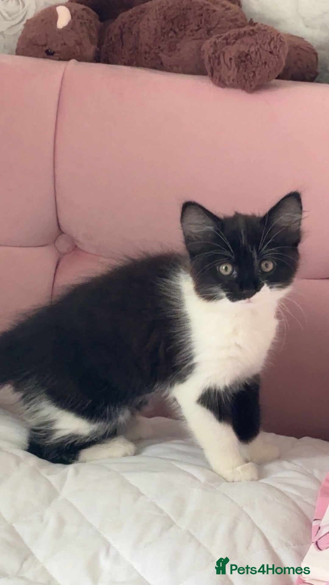Mixed Breed cats Female kitten  - Advert 1