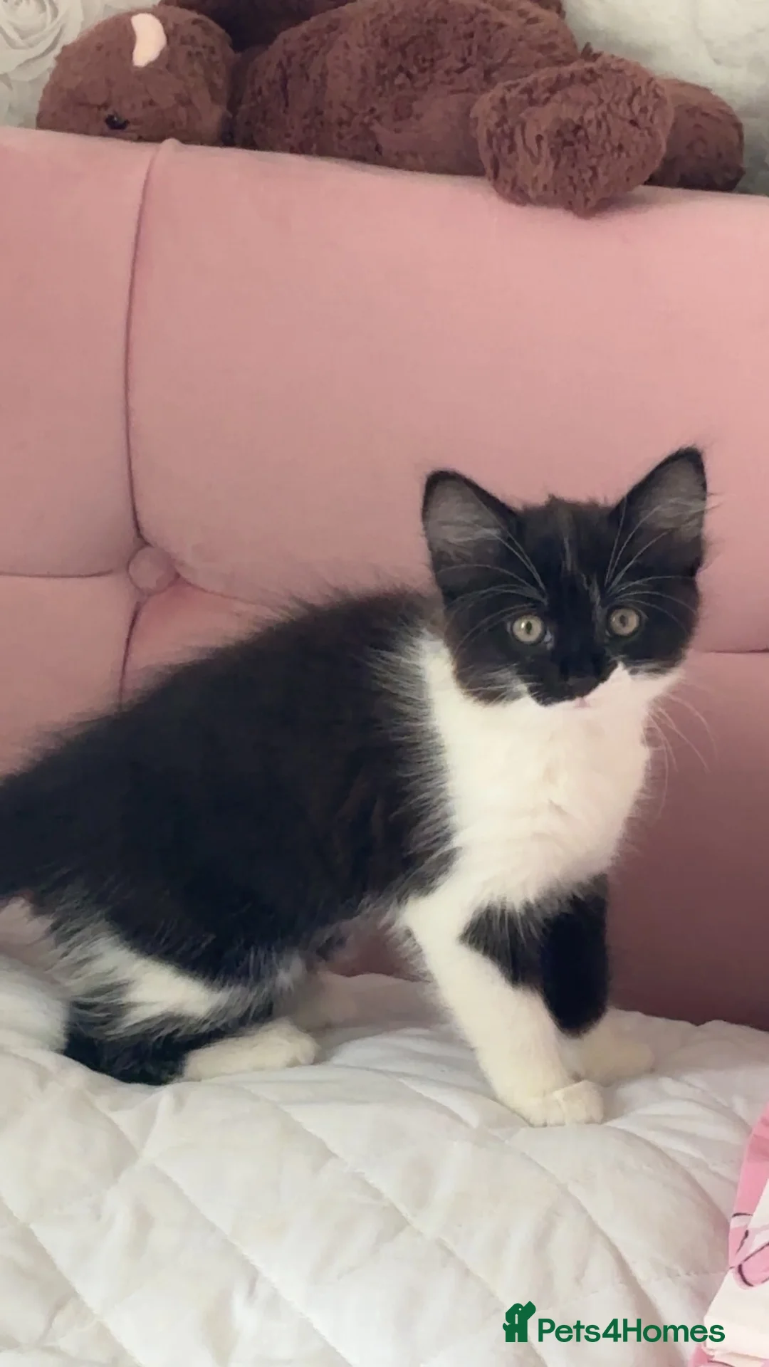 Mixed Breed cats for sale: Female kitten  in Paisley - Advert 1