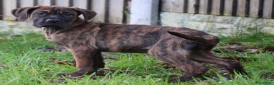Presa Canario Puppy 2