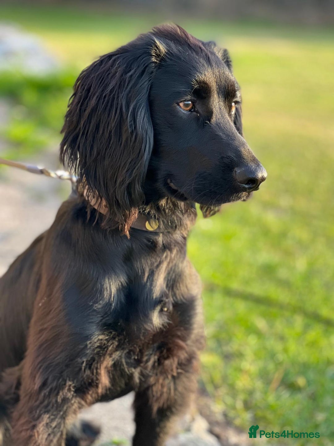 Cockapoo dogs for sale: Exceptional cockapoo pups- 1 Boy, 1 Girl left!! - Image 32