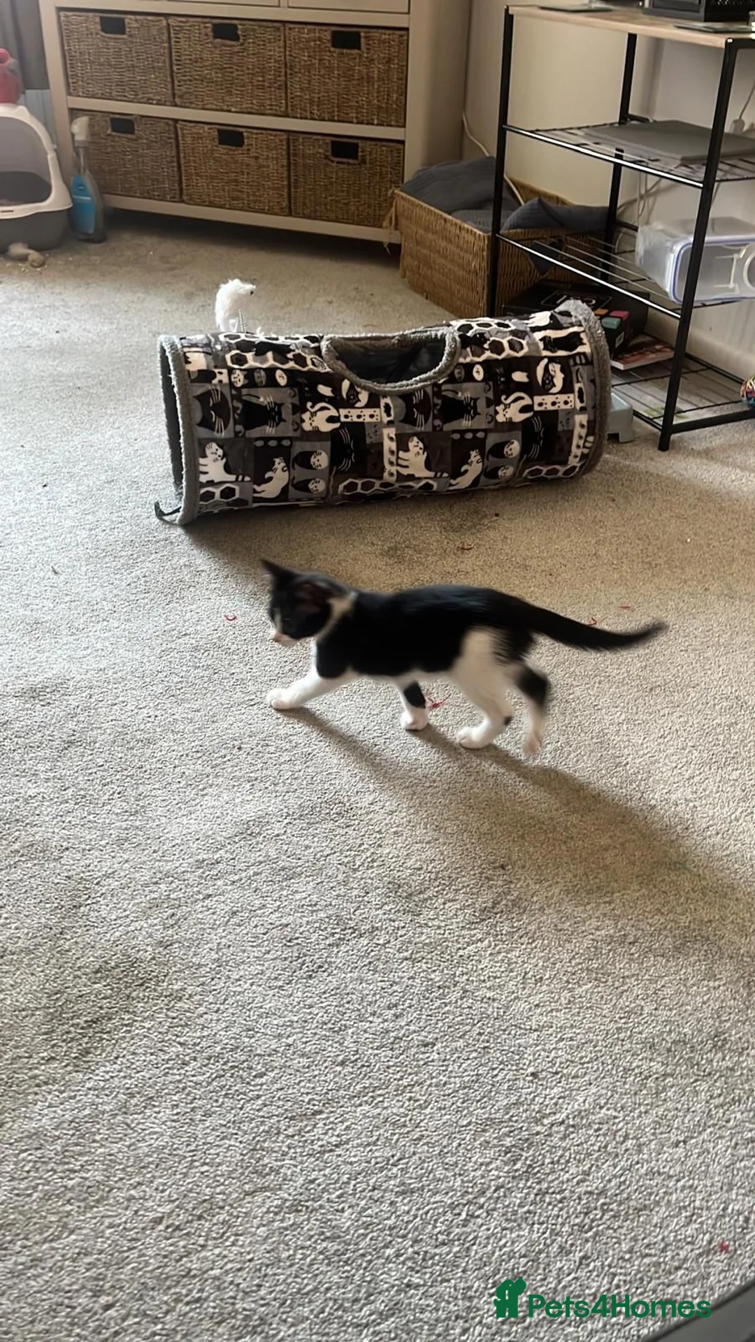 British Shorthair cats for sale: Kittens in Chorley - Advert 8