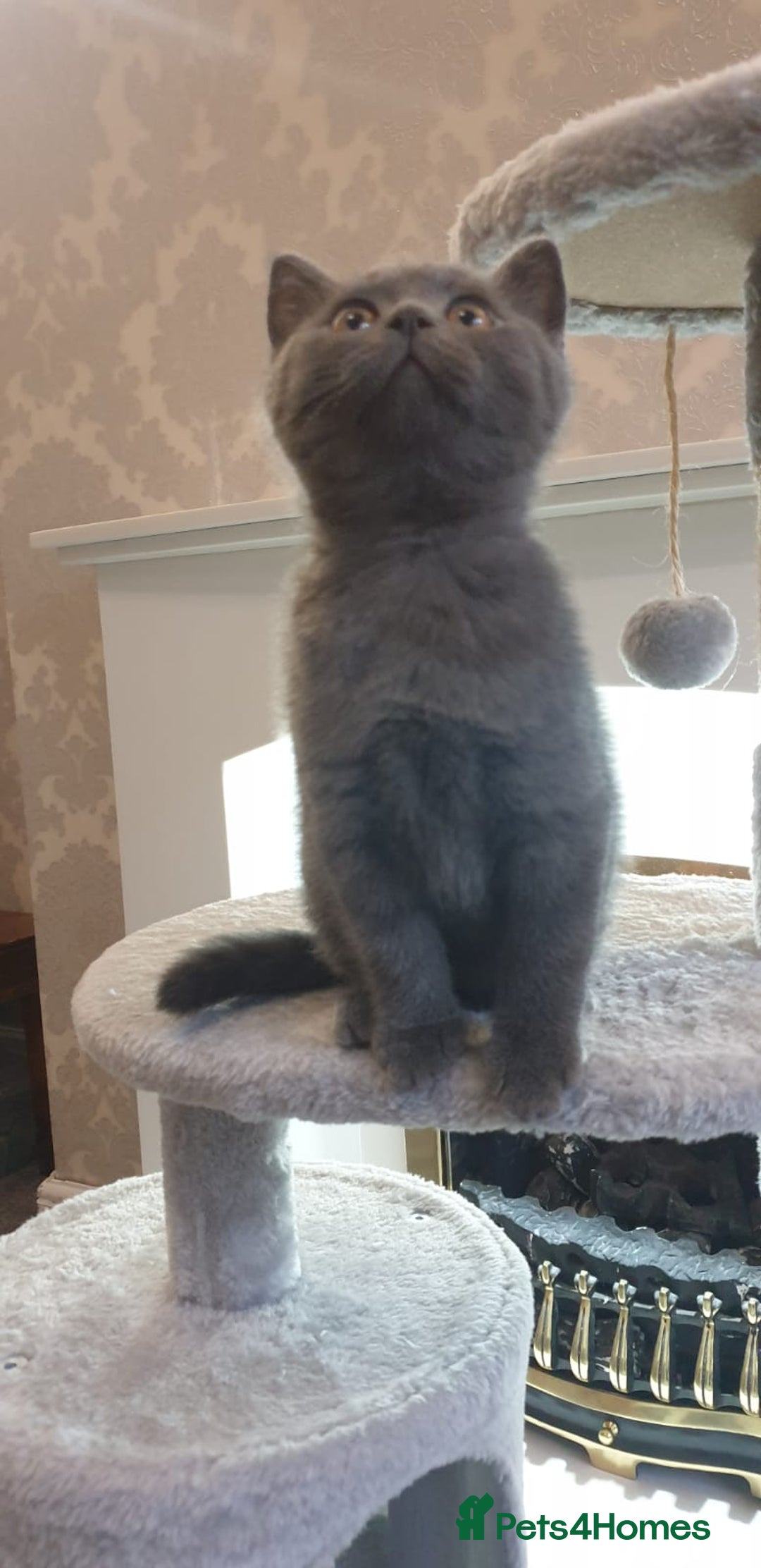 British Shorthair cats for sale: British Shorthair kittens from champion bloodline - Image 6