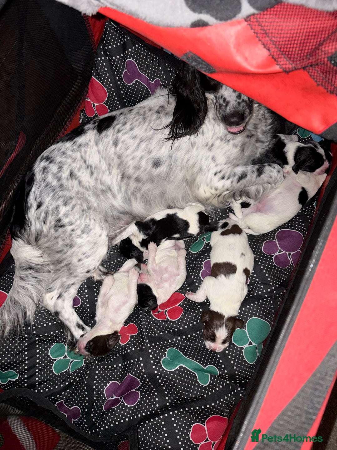 English Springer Spaniel dogs for sale: ESS RKC reg pups - Advert 1