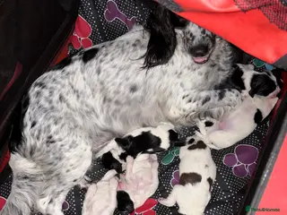 English Springer Spaniel dogs ESS RKC reg pups - Advert 5