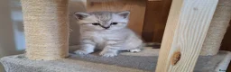 British Shorthair cats for sale: Pure Pedigree BSH Kittens for Sale - Advert 2