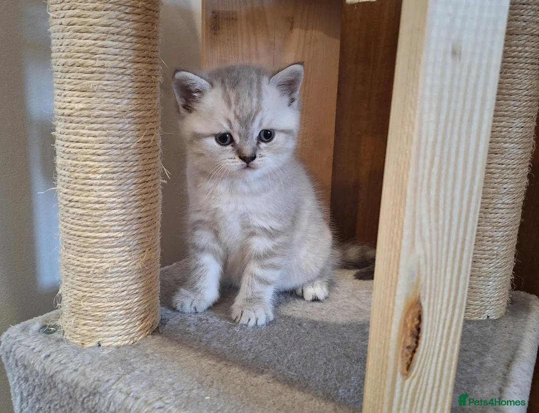 British Shorthair cats for sale: Pure Pedigree BSH Kittens for Sale - Advert 2