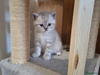 British Shorthair cats Pure Pedigree BSH Kittens for Sale - Advert 4