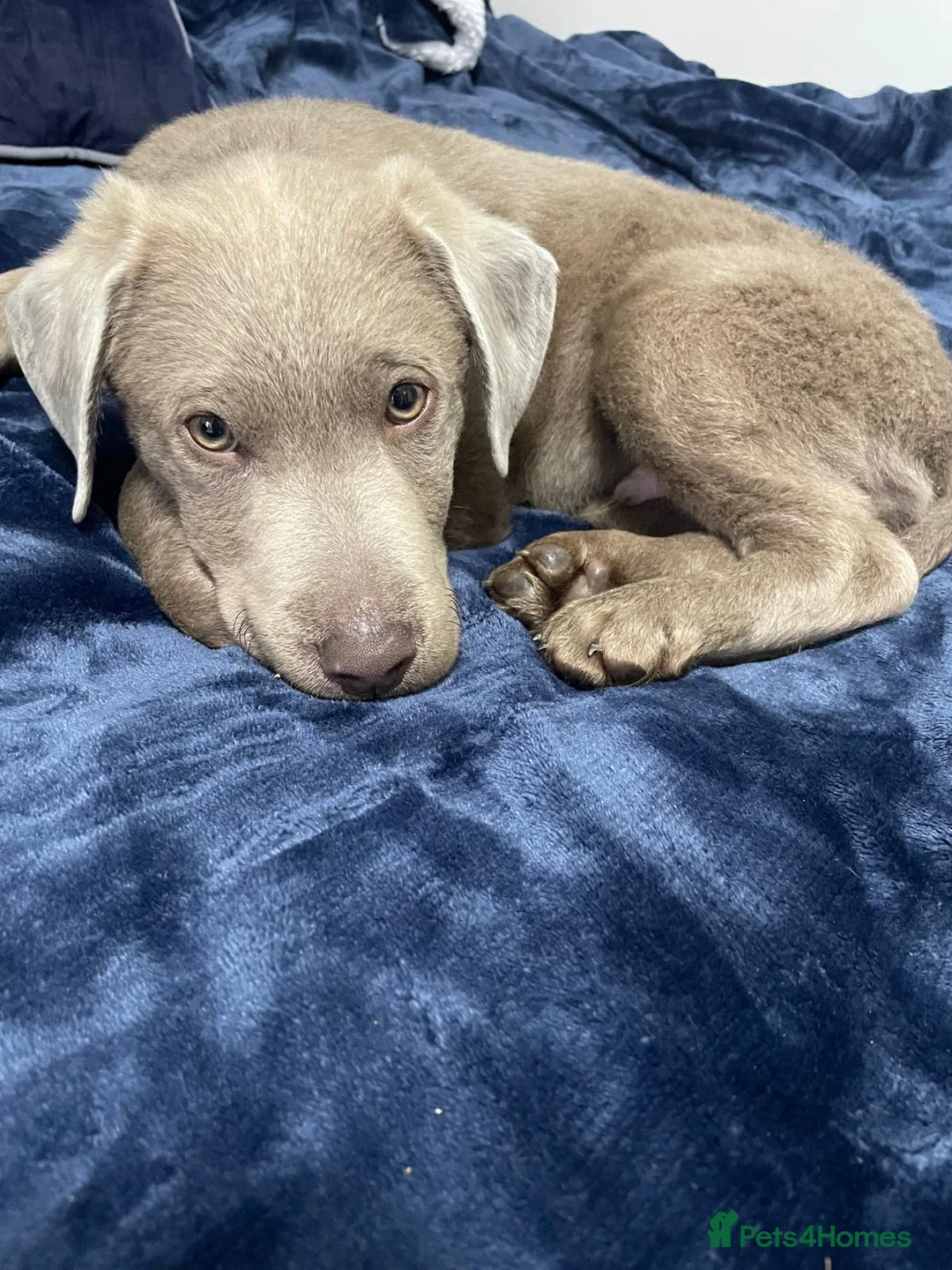 Labrador Retriever dogs for sale: Beautiful silver Labrador with grey eyes in London - Advert 2
