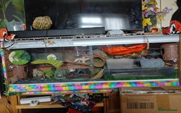 Leopard Gecko reptiles for sale: Baby's leopard geckos  in Rochester - Image 16