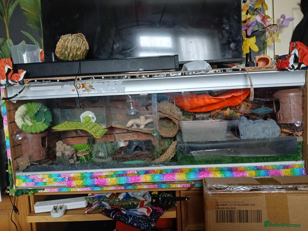 Leopard Gecko reptiles for sale: Baby's leopard geckos  in Rochester - Image 16