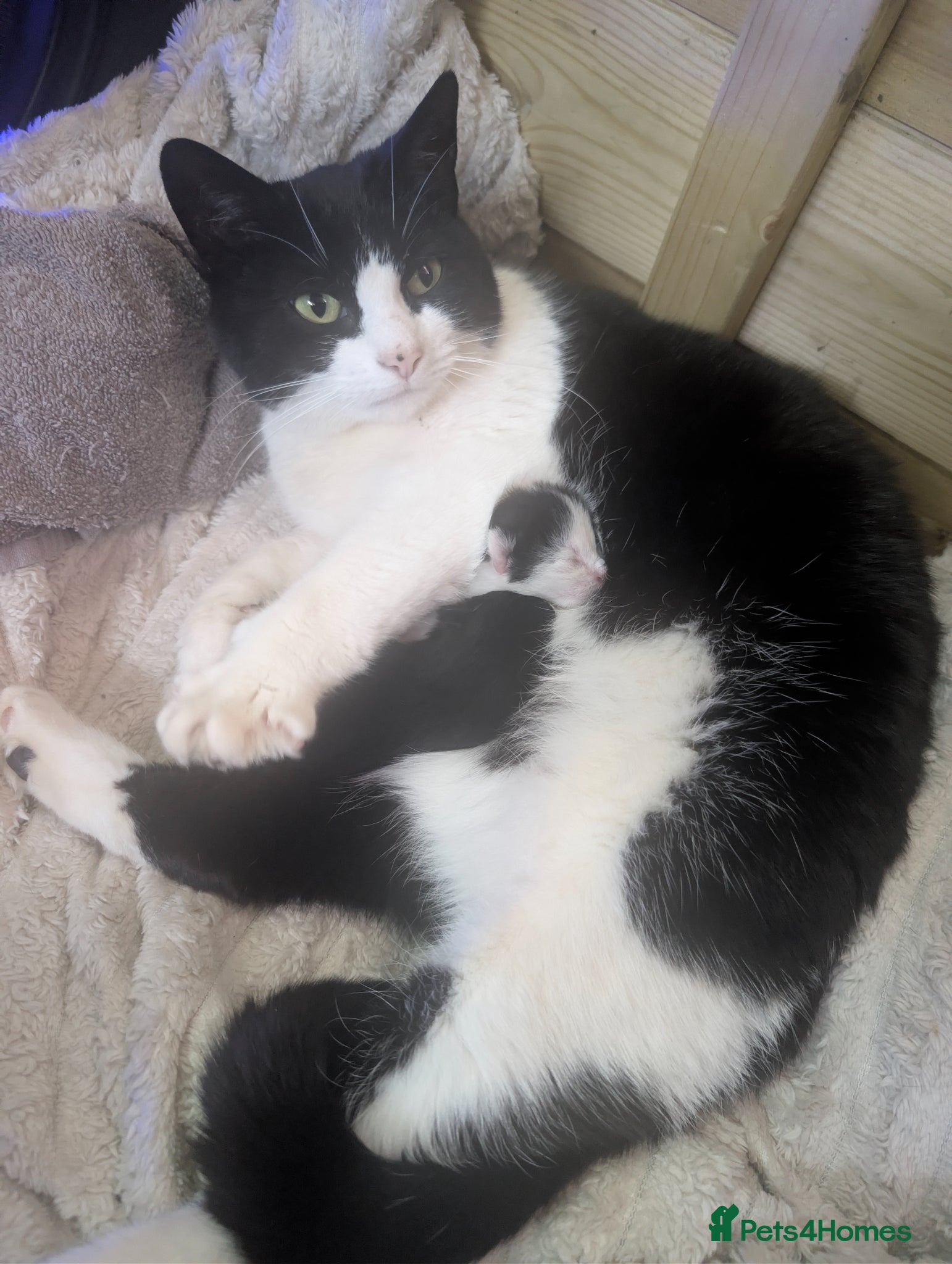 Mixed Breed cats Kittens for sale  - Advert 2