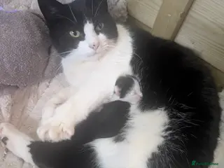 Mixed Breed cats Kittens for sale - Advert 2