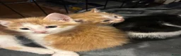 Mixed Breed cats for sale: Last male kitten left - Advert 3