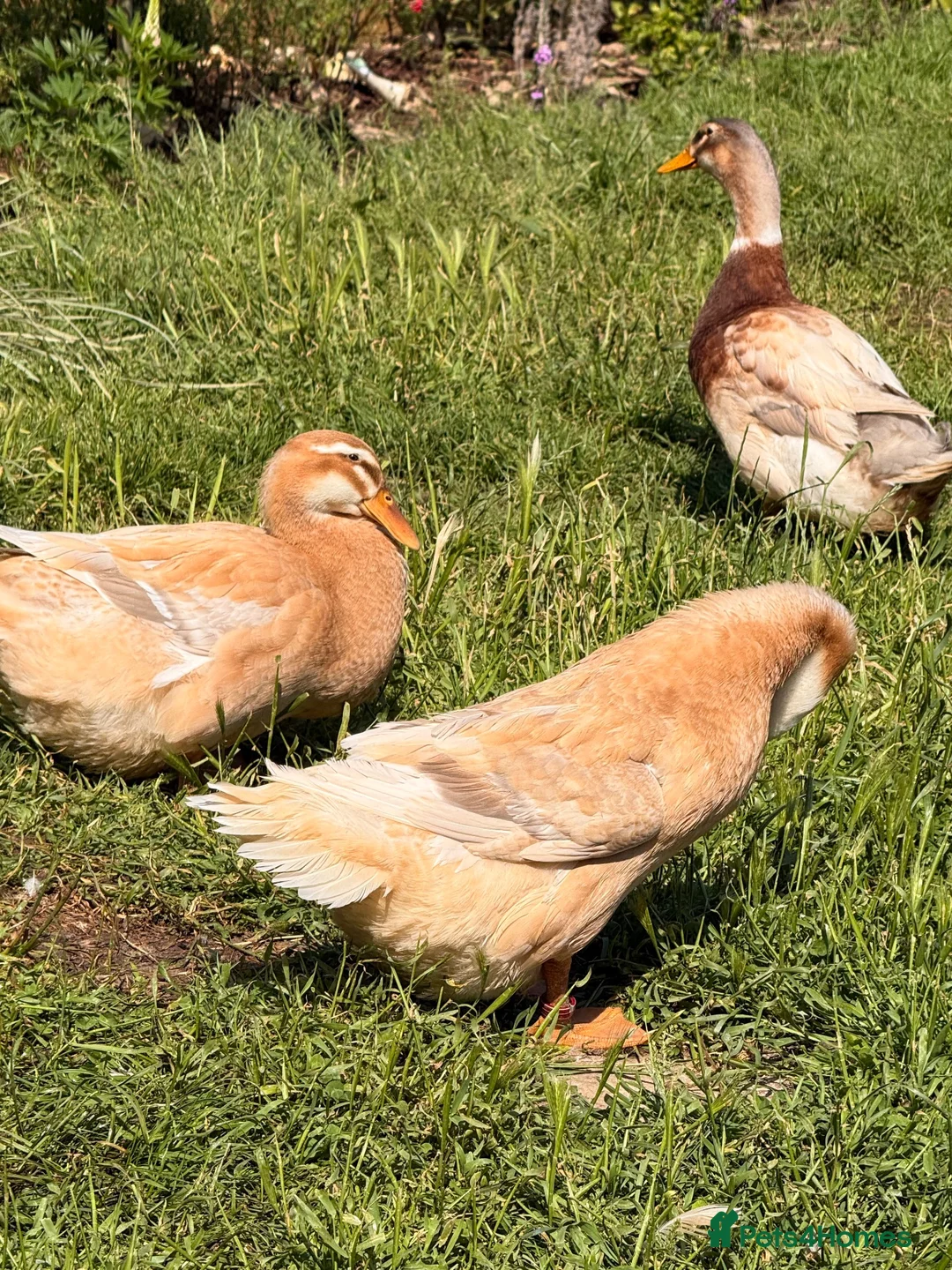 Ducks poultry for sale: 🐣 Ducklings! 🐣 - Advert 5