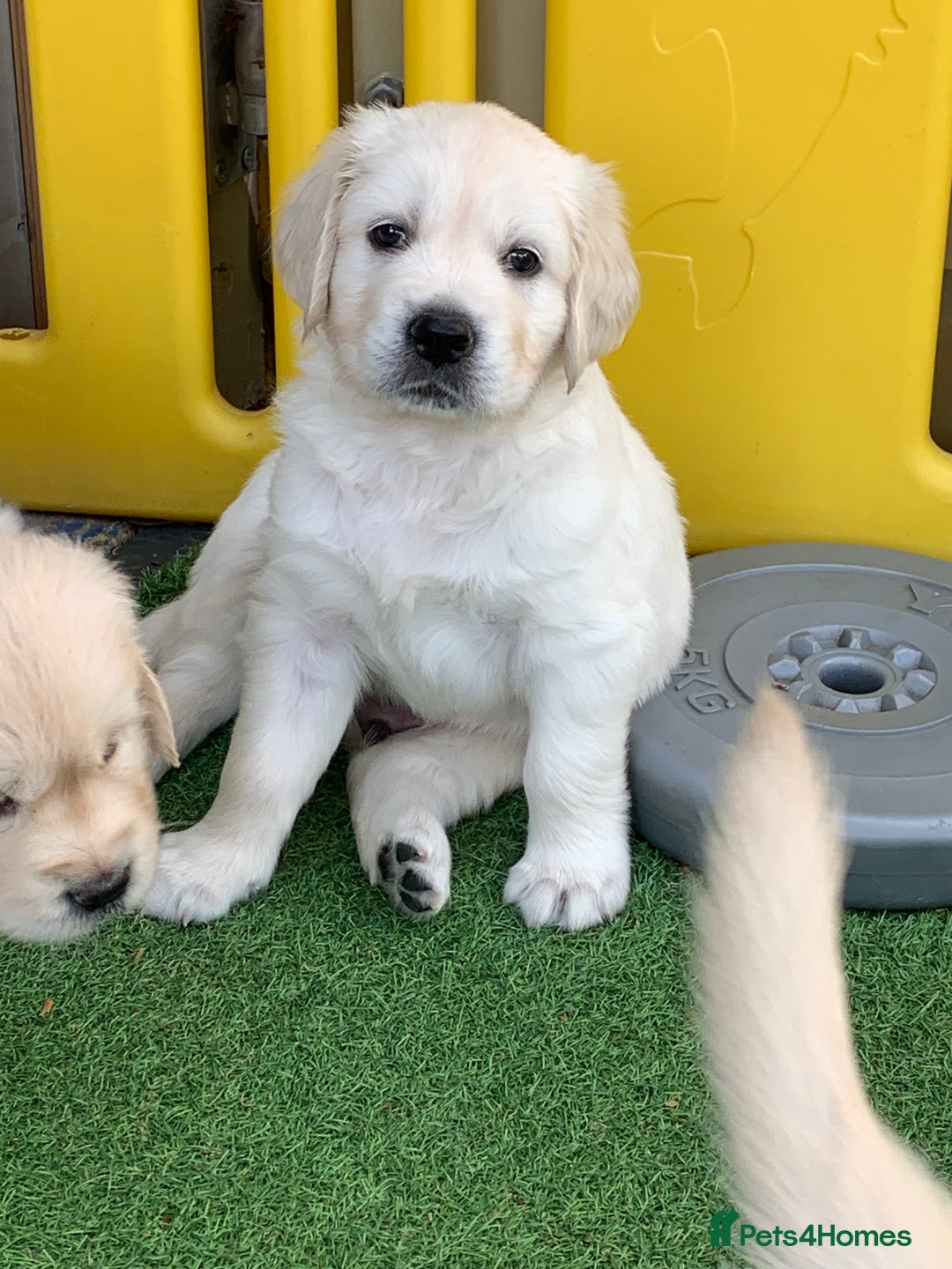 Golden Retriever dogs for sale: Gorgeous KC reg Golden Retriever Puppies - Image 29