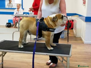 English Bulldog dogs Proven stunning English bulldog in Leigh - Advert 24