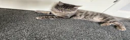Mixed Breed cats for sale: Bonded kittens to be rehomed together - Advert 2