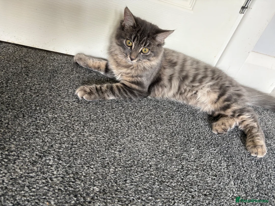 Mixed Breed cats for sale: Bonded kittens to be rehomed together - Advert 2