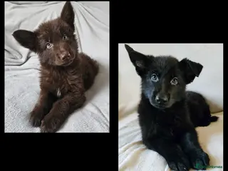German Shepherd dogs ✴️2 stunning short coated KC registered GSP's✴️ - Advert 4