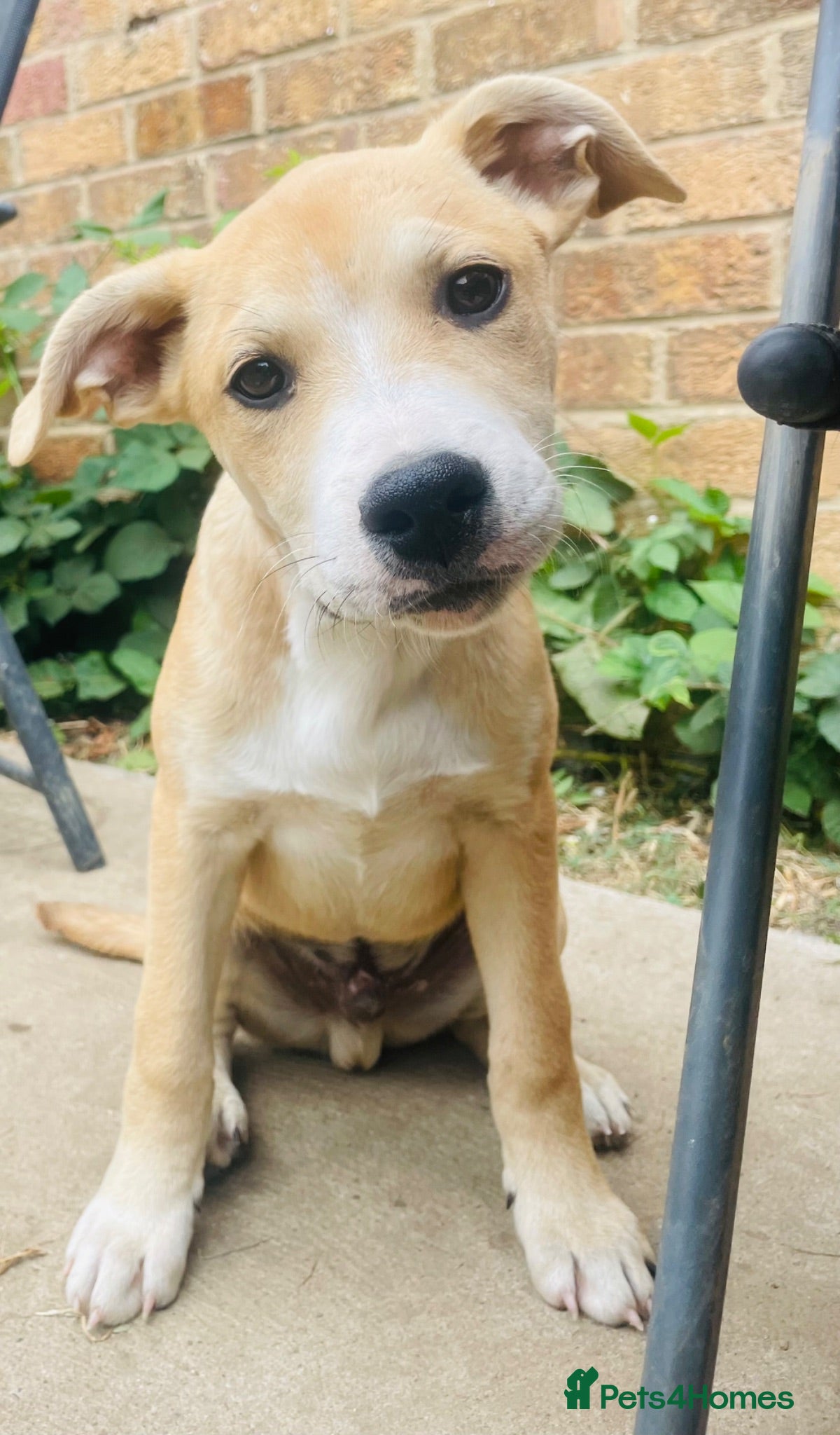 Mixed Breed dogs ✨1BoyLeft💙🐾 ReadDescription❗️ - Advert 2