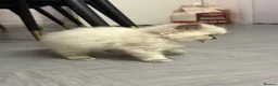 Ragdoll cats for sale: Pure Ragdolls/OPEN TO OFFERS - Advert 10
