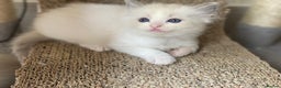 Ragdoll cats for sale: Pure Stunning Ragdoll Kittens - Advert 18