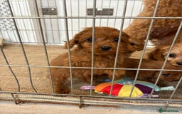 Cavapoo dogs for sale: Red Cavapoo puppies  - Image 10