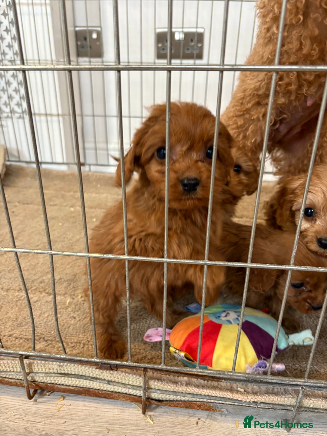 Cavapoo dogs for sale: Red Cavapoo puppies  - Image 10