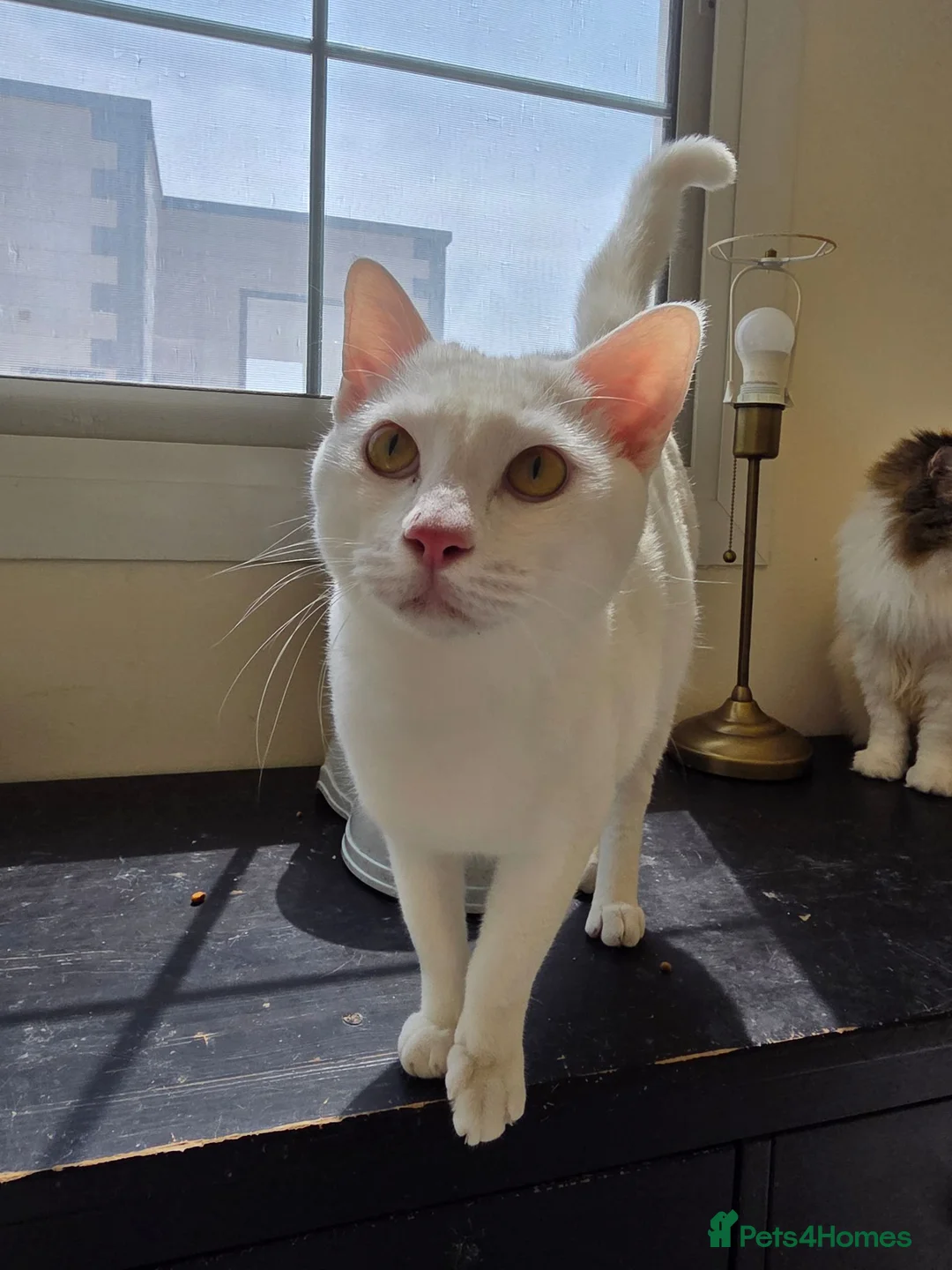 Arabian Mau cats for adoption: Buddy - Advert 1