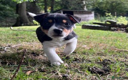 Jack Russell dogs for sale: Gorgeous Jack Russell puppies - Image 4