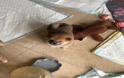 Japanese Shiba Inu dogs for sale: KC Registered Japanese Shiba-Inus  - Image 4